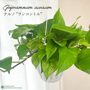 おしゃれ 観葉植物：ポトス テルノシャングリラ*5号 吊り鉢 : 遊恵盆栽