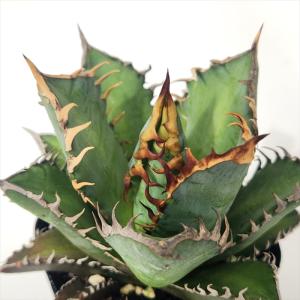 日本花キ流通 多肉植物 caアガベ 華厳 アメリカーナ メディオピクタ