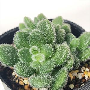 多肉植物 seセダム ヒントニー 多肉植物 セダ...の商品画像