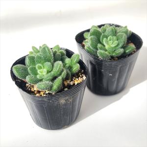多肉植物 seセダム ヒントニー 多肉植物 セ...の詳細画像1