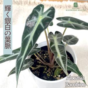日本花キ流通 観葉植物 cot フィロデンドロン グラジエラエ 3.5号鉢
