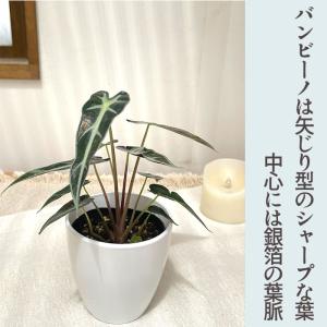 観葉植物 cot アロカシア バンビーノ 3....の詳細画像1