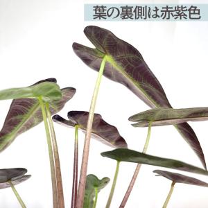 観葉植物 cot アロカシア バンビーノ 3....の詳細画像2