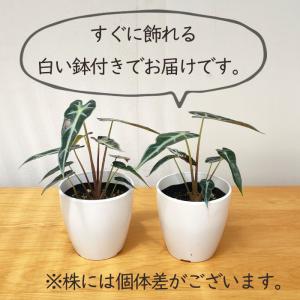 観葉植物 cot アロカシア バンビーノ 3....の詳細画像3