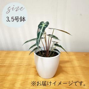 観葉植物 cot アロカシア バンビーノ 3....の詳細画像4