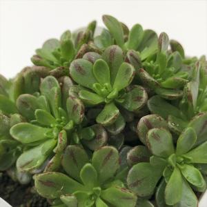多肉植物 caアエオニウム 小人の花束 多肉植物...の商品画像