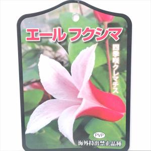 日本花キ流通 予約販売 クレマチス 苗 シェンロン 大内園芸オリジナル