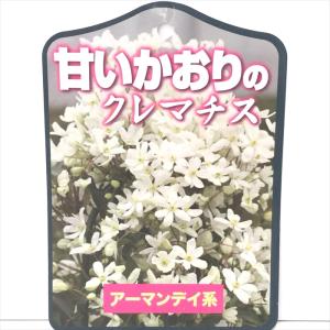 予約販売 クレマチス 苗 白万重 原種系 2年生苗 10.5cmポット yok 11月