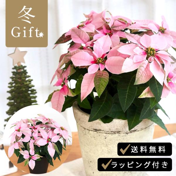 プリンセチア ピンクホワイト 5号鉢 送料無料 ラッピング付き ポインセチア クリスマス 冬ギフト ...