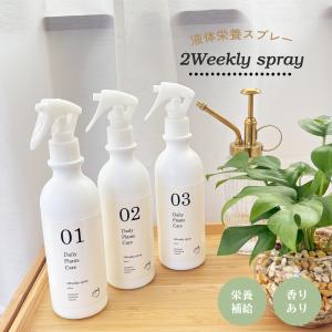 日本花キ流通 観葉植物 ベンジャミン スターライト 5号鉢 送料無料