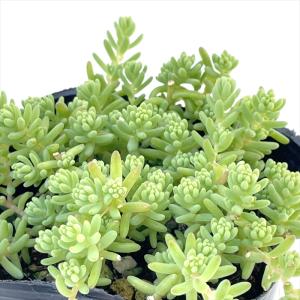 日本花キ流通 多肉植物 seセダム ミルクゥージ セダム 9cmポット