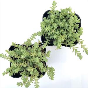 多肉植物 seセダム ミルキーウェイ 多肉植物...の詳細画像2