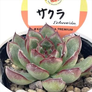 日本花キ流通 多肉植物 hmエケベリア リンゼアナ実生 多肉植物