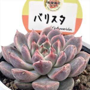 多肉植物 oriエケベリア チュブス エケベリア 6cmポット : フラワー