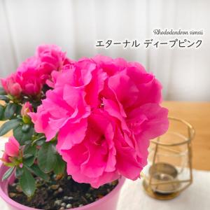 ゼラニウム ファイヤーワークス バイカラー 4号鉢 ゼラニューム 星咲き