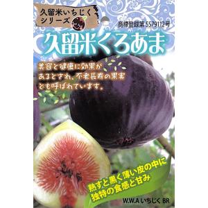 予約販売 いちじく 苗 久留米くろあま 12cm...の商品画像