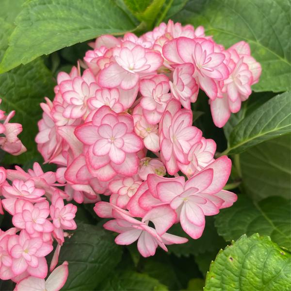 予約販売 アジサイ ひな祭りルナ 9cmポット 加茂 KAMOセレクション ハイドランジア 苗 花苗...