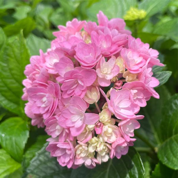 予約販売 アジサイ ララバイ 9cmポット 加茂 KAMOセレクション ハイドランジア 苗 花苗 苗...