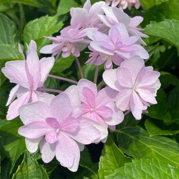 予約販売 アジサイ 楽園 9cmポット 加茂 KAMOセレクション ハイドランジア 苗 花苗 苗木 ...