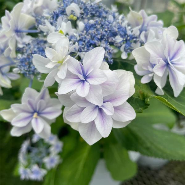 予約販売 アジサイ 流れ星 9cmポット 加茂 KAMOセレクション ハイドランジア 苗 花苗 苗木...