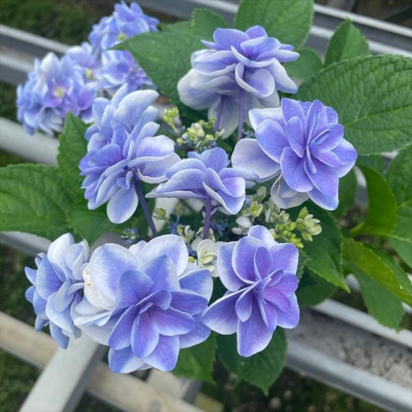 予約販売 アジサイ アラモード 9cmポット 登録品種 加茂 KAMOセレクション ハイドランジア ...