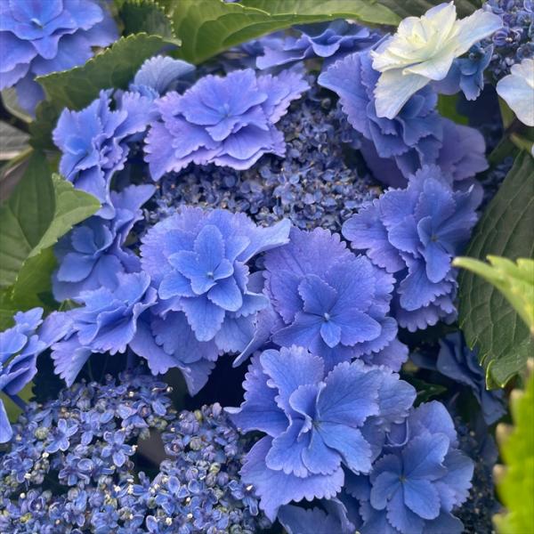 予約販売 アジサイ おはよう 9cmポット 加茂 KAMOセレクション ハイドランジア 苗 花苗 苗...