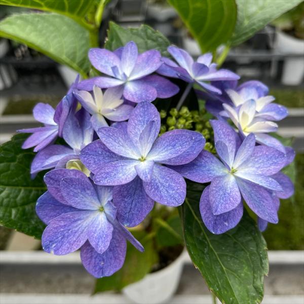 予約販売 アジサイ ノクターン 9cmポット 加茂 KAMOセレクション ハイドランジア 苗 花苗 ...