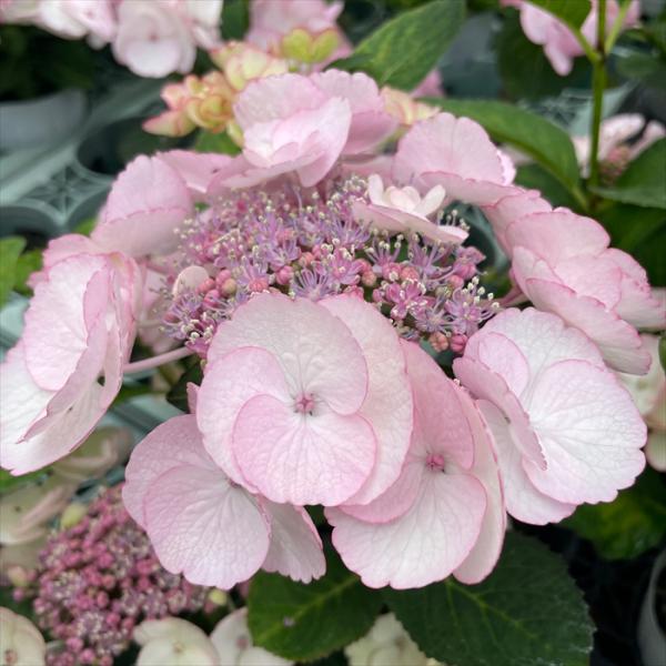 予約販売 アジサイ フレンチカンカン 9cmポット ハイドランジア 苗 花苗 苗木 あじさい 紫陽花...