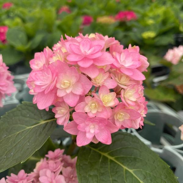 予約販売 アジサイ 仮の宿 9cmポット 加茂 KAMOセレクション ハイドランジア 苗 花苗 苗木...