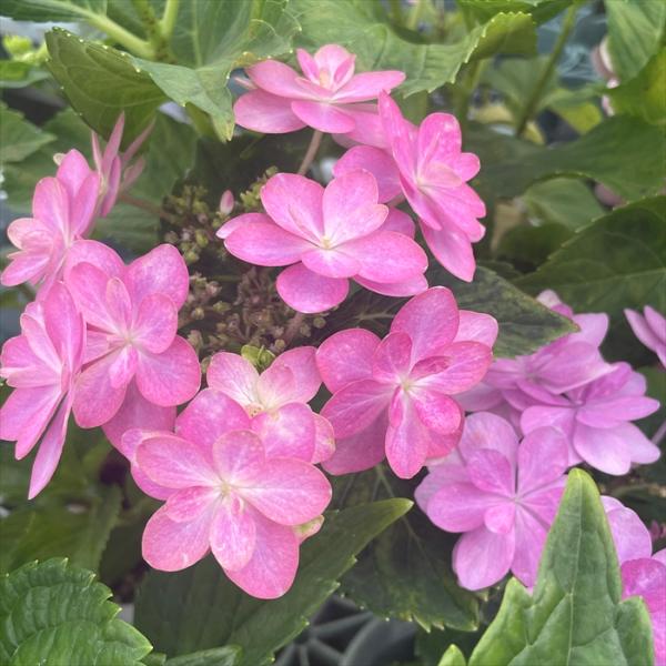 予約販売 アジサイ 彩々 9cmポット 登録品種 加茂 KAMOセレクション ハイドランジア 苗 花...