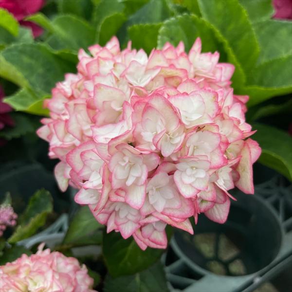 予約販売 アジサイ 初恋 9cmポット 加茂 KAMOセレクション ハイドランジア 苗 花苗 苗木 ...