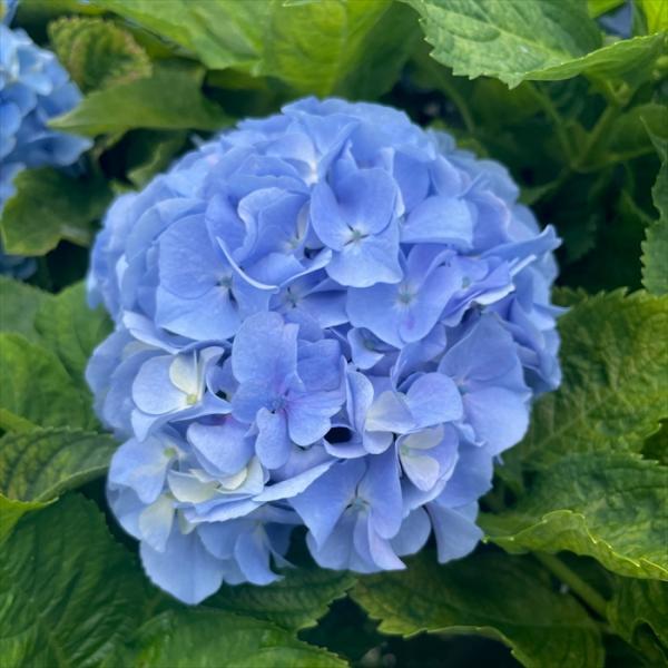 予約販売 アジサイ 水面 9cmポット 加茂 KAMOセレクション ハイドランジア 苗 花苗 苗木 ...