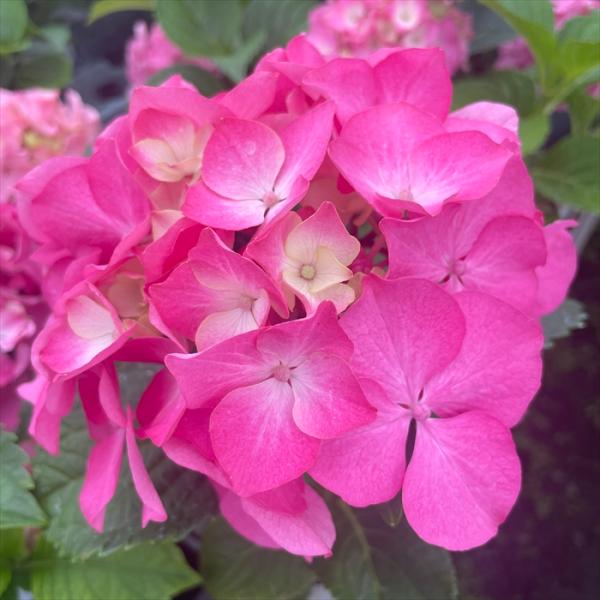 予約販売 アジサイ 弥生 9cmポット 加茂 KAMOセレクション ハイドランジア 苗 花苗 苗木 ...