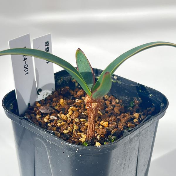 多肉植物 caコーデックス ウェルウィッチア ”奇想天外” 1023-001 多肉植物 塊根植物 送...