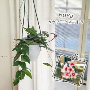 観葉植物 ホヤ カウダータスマトラ 4号 吊り鉢...の商品画像