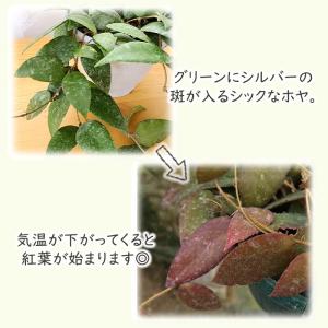 観葉植物 ホヤ カウダータスマトラ 4号 吊り...の詳細画像1