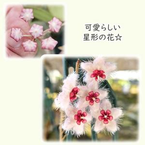 観葉植物 ホヤ カウダータスマトラ 4号 吊り...の詳細画像2