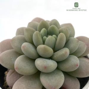 多肉植物 hmエケベリア キャビア 多肉植物 エ...の商品画像
