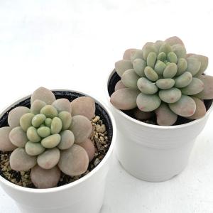 多肉植物 hmエケベリア キャビア 多肉植物 ...の詳細画像1