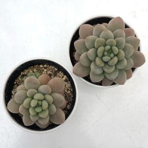 多肉植物 hmエケベリア キャビア 多肉植物 ...の詳細画像2