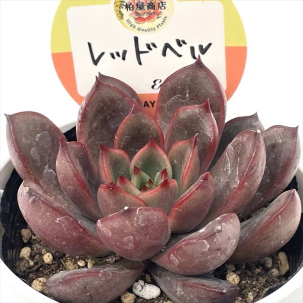 多肉植物 kswエケベリア レッドベル 柏屋商店さん苗 エケベリア 6cmポット
