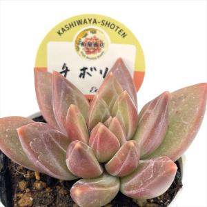 多肉植物 kswエケベリア コリン 柏屋商店さん苗 エケベリア 6cmポット