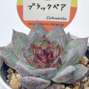 多肉植物 oriミックスベリア No.072 蛙の音 おらいさん苗 送料無料