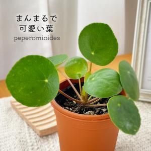 観葉植物 ピレア ペペロミオイデス 3号鉢 観葉植物 小型 小さい 室内 贈り物 プレゼント インテリア おしゃれ