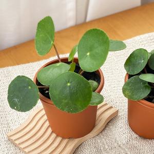 観葉植物 ピレア ペペロミオイデス 3号鉢 観...の詳細画像1