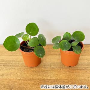 観葉植物 ピレア ペペロミオイデス 3号鉢 観...の詳細画像2