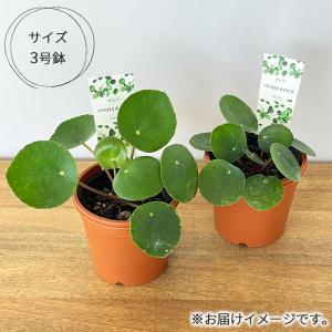 観葉植物 ピレア ペペロミオイデス 3号鉢 観...の詳細画像3