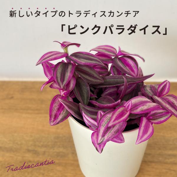 観葉植物 トラディスカンチア ピンクパラダイス 2.5号 観葉植物 小型 小さい 室内 贈り物 プレ...