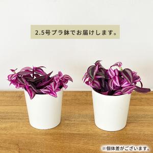 観葉植物 トラディスカンチア ピンクパラダイス...の詳細画像4