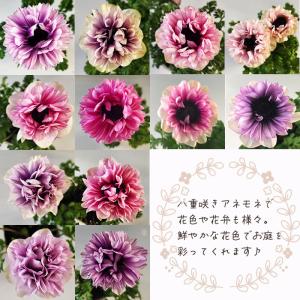 アネモネ 苗 アネモネシフォンダブル 3個セッ...の詳細画像2